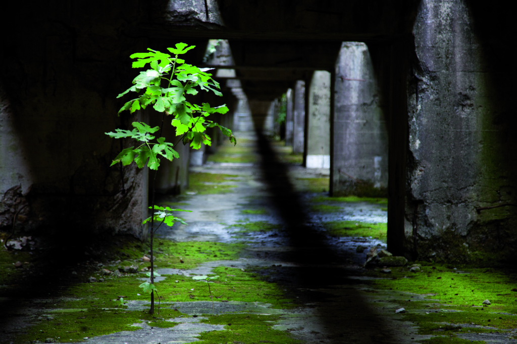 Exposition Improbabilis © Anthony Rojo et Nicolas Deshais-Fernandez