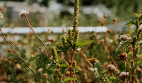 Journée mondiale des abeilles