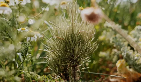 Journée mondiale de l’environnement