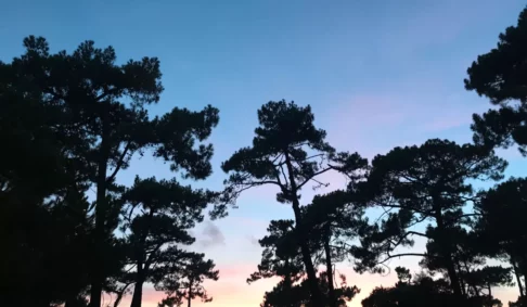 Journée internationale des Forêts