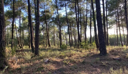 Journée mondiale de la vie sauvage