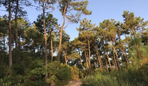 ÉVÈNEMENT – Journée de l’Arbre à Lège Cap Ferret